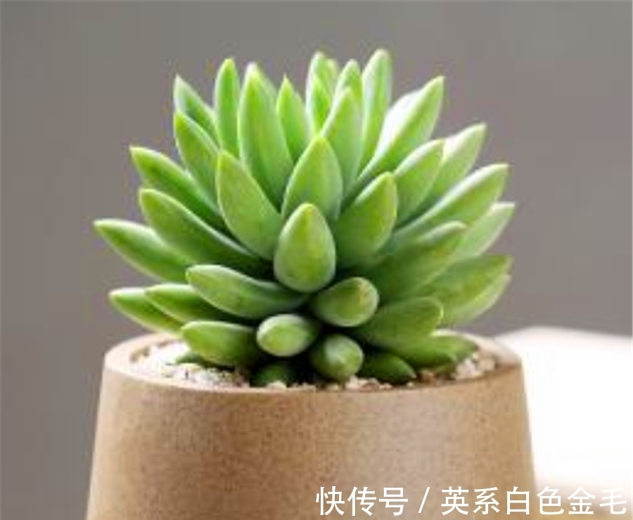 千佛手养护有2怕,难怪叶片干瘪杆子歪,学会了饱满晶莹端正挺拔