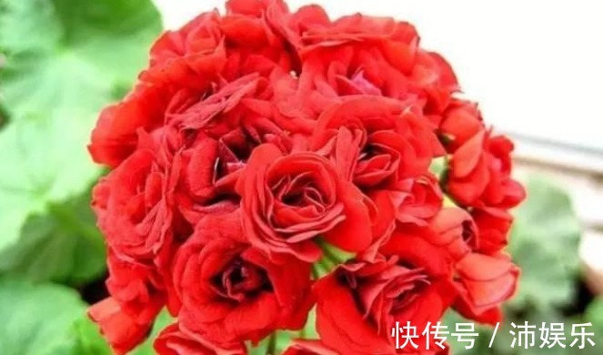 10种天竺葵,花色鲜艳,颜色丰富,每种都超美,你养过几种