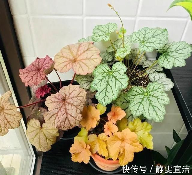 她家从不养绿萝，就养4种“颜值花”，叶子比花还好看