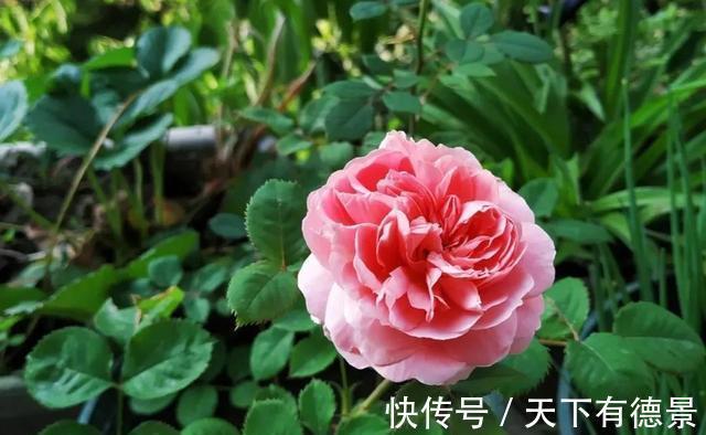 阳台上|养月季多年,筛选出8种灌木月季,适合阳台栽培,开花能力好