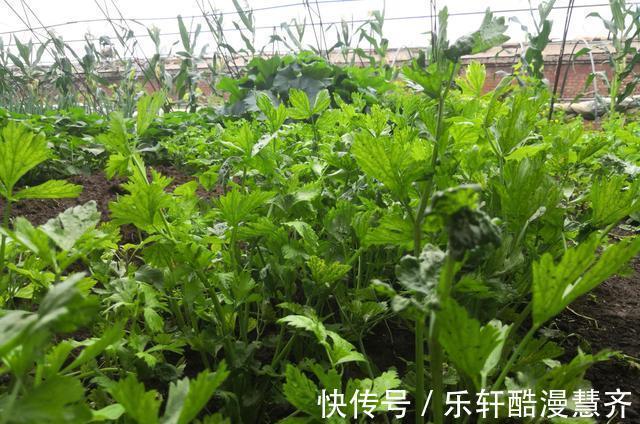 芹菜|女人经期要常吃的菜,营养丰富含铁多,气色红润,好吃又好做