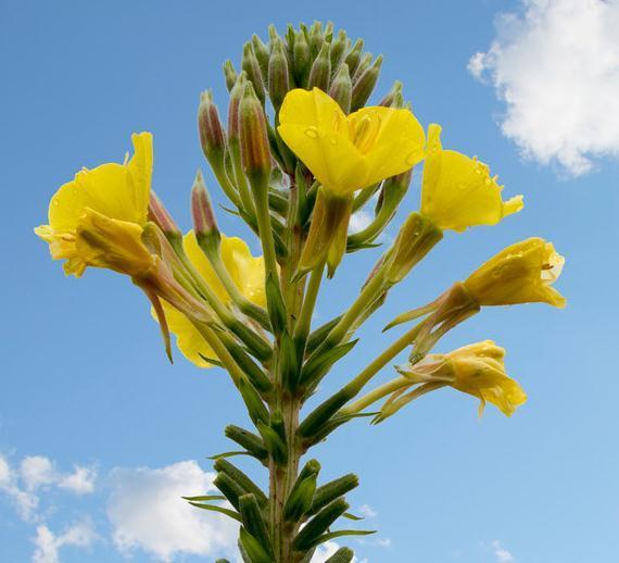 鲜艳|月见草如何才能开花多,学会这样养护,花多又鲜艳