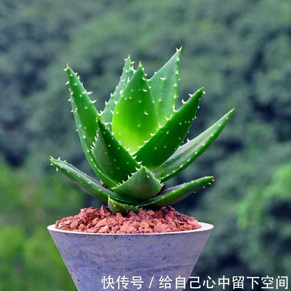 养花|这3种花对环境不挑剔,给土给水就能活,很适合新手养