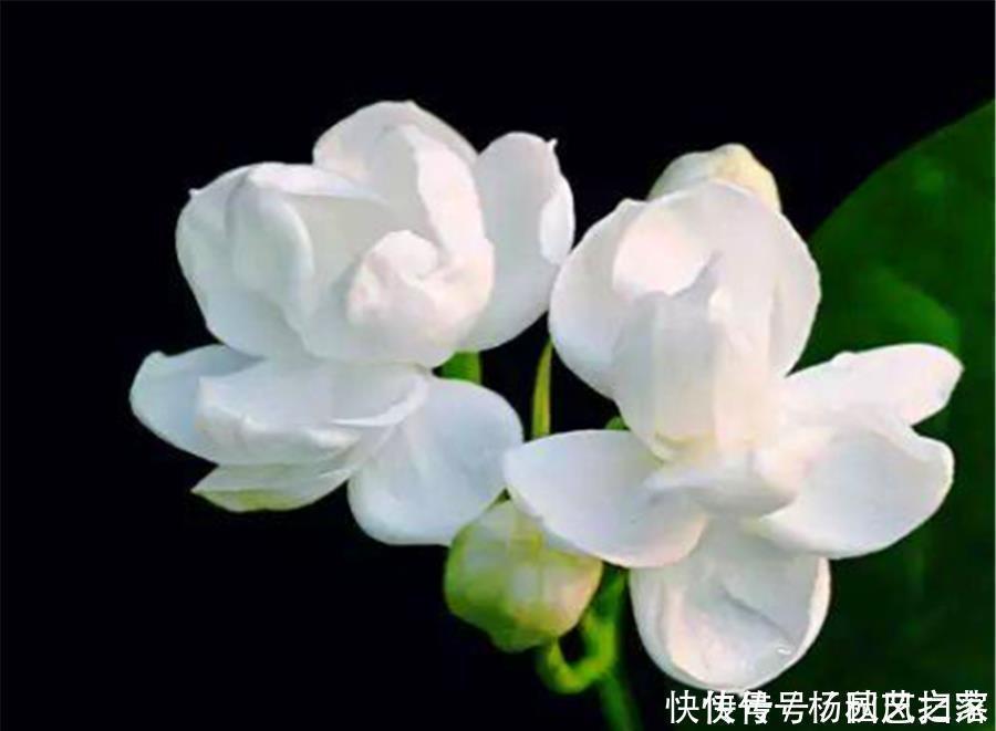 根系|冬天养茉莉花，做好“3个狠”，枝干健康根系壮，到了春天开爆盆