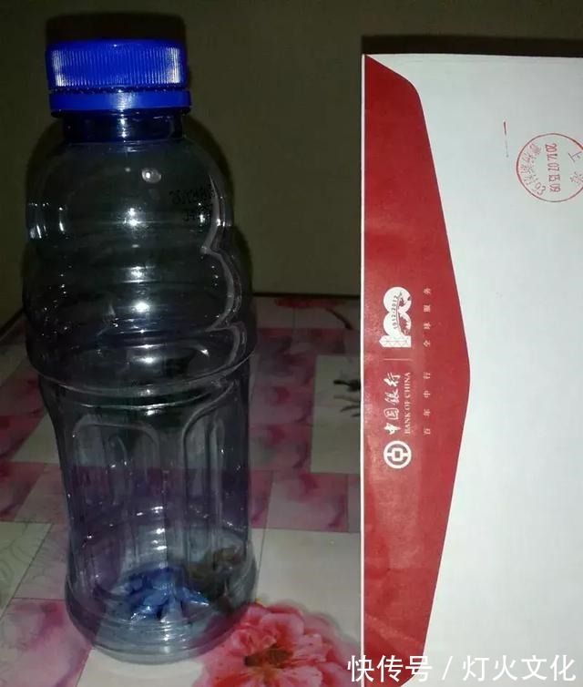 绿萝发黄养不好,一碰塑料瓶,根系蹭蹭长,叶子比巴掌还大!