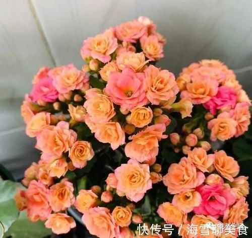 养分|长寿花蟹爪兰还没开花，赶紧加餐，赏花有戏！
