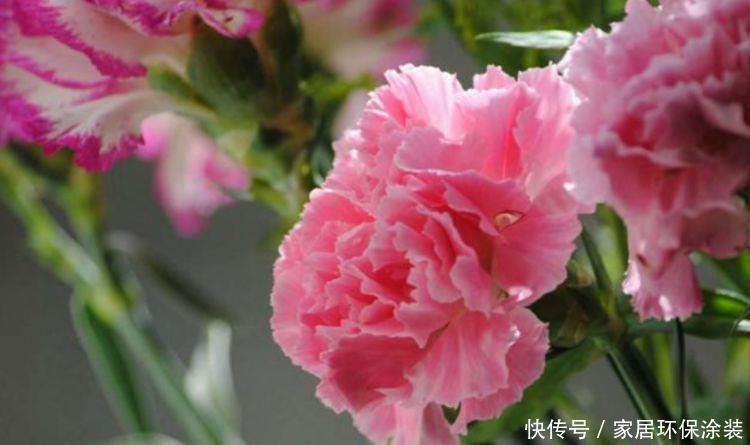 4种高颜值“网红花”，吉祥添富贵，家里财运亨通，旺运一整年