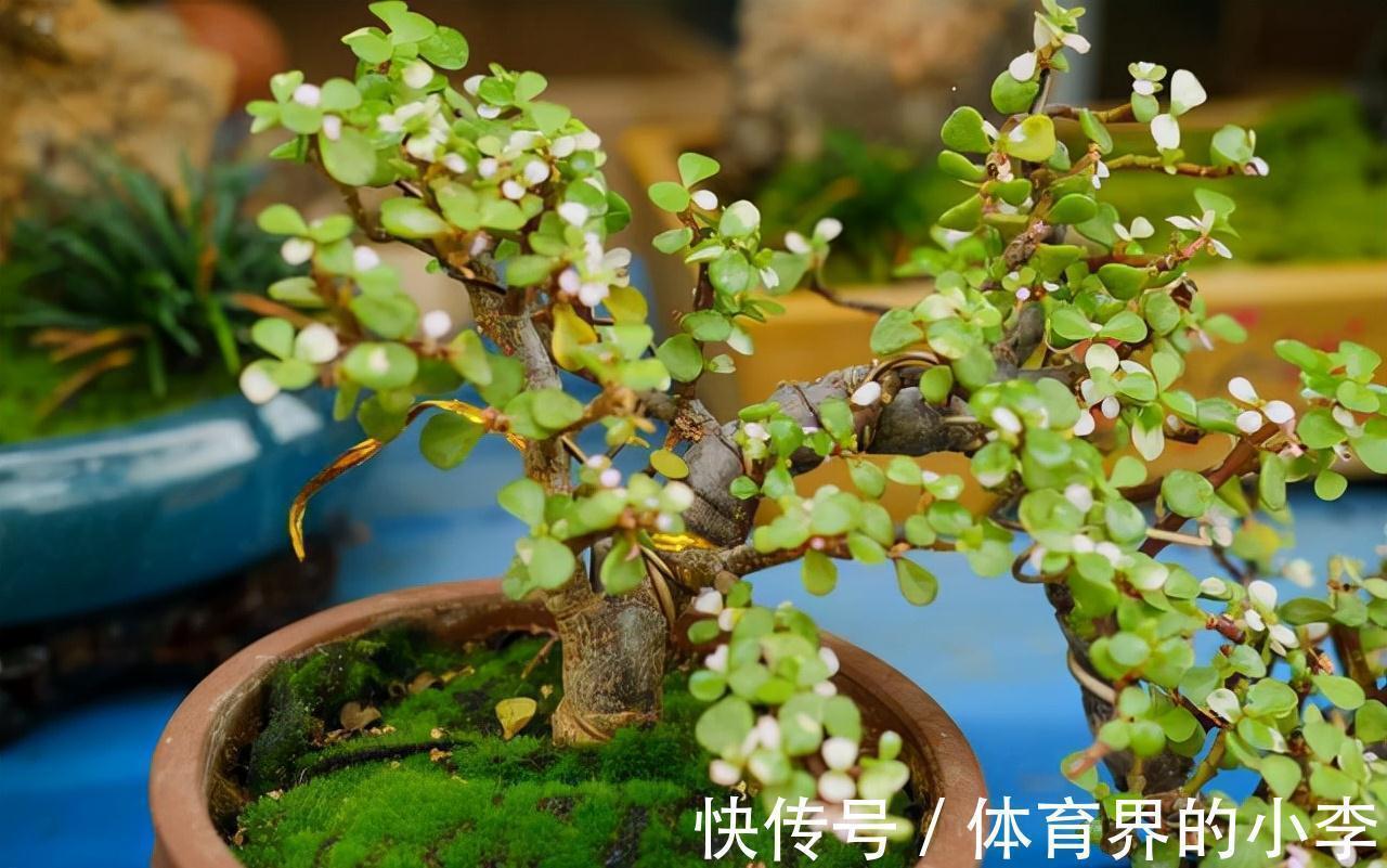 三元复合肥|金枝玉叶长势差,土里埋“三废料”,新枝咕噜蹿,养成繁花小老桩