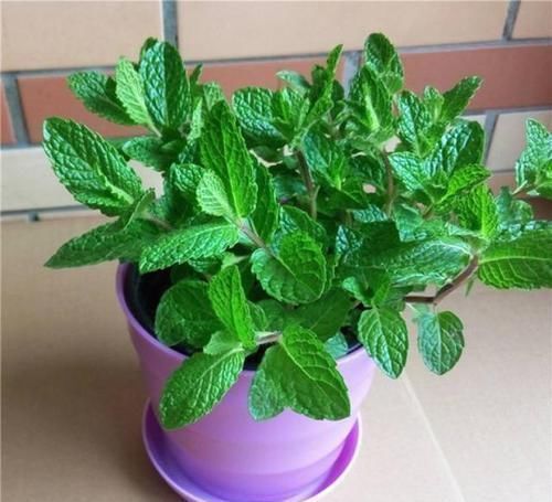 养护|蚊虫最不喜欢这种花,家里养一盆,蚊虫不进门,我就养了3盆!