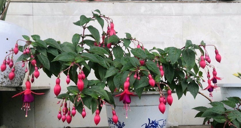 如果你是封闭阳台,不要碰“3种花”,这个环境根本养不好