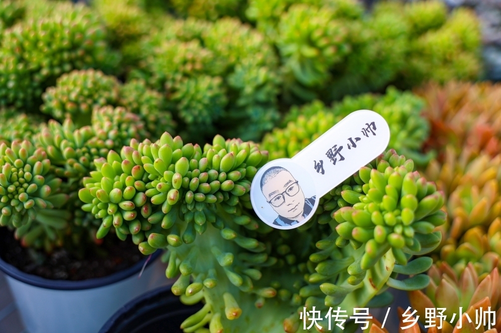 春萌缀、蓝宝石，两种特别可爱的多肉，这么养状态更好