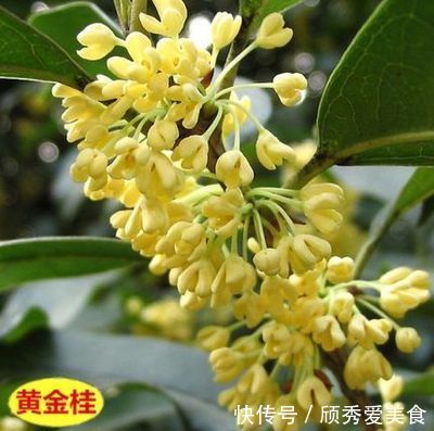 栀子花|美貌花卉，养一盆，香飘满屋，大自然赐予的“天然空气清新剂”