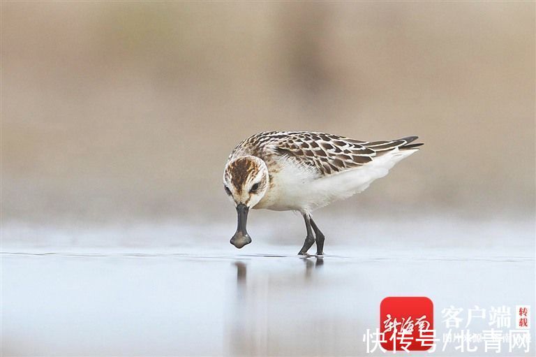 水鸟|哪些水鸟喜欢来海南？来了爱住哪儿？观鸟地图请查收