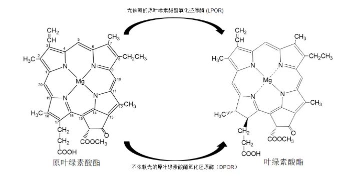 墙裂推荐（莲花的诗句）爱莲说 第9张