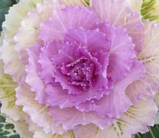 一种“叶牡丹”养家中，既观叶、赏花，又能下锅食用，养了就是赚