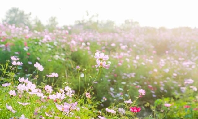 花海|四海镇的这一片花海被你承包了