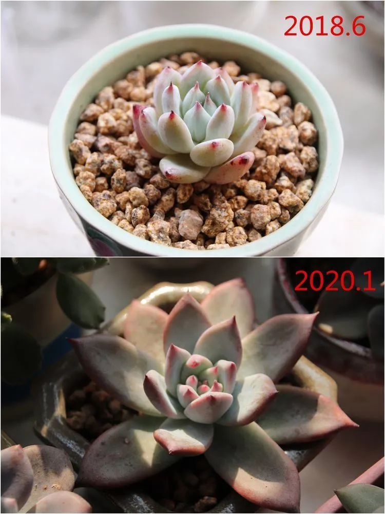 每次的剁手都是忍无可忍,无需再忍!买买买!静待肉美!