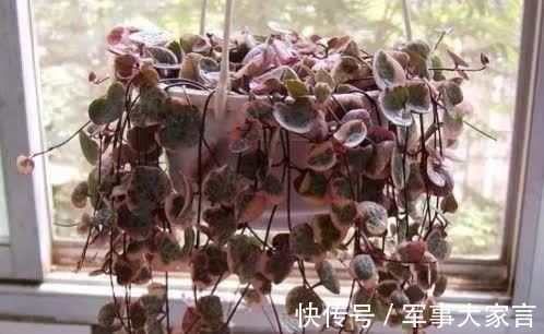 多肉|多肉爱之蔓,花名唯美,寓意浪漫,垂盆生长很文艺