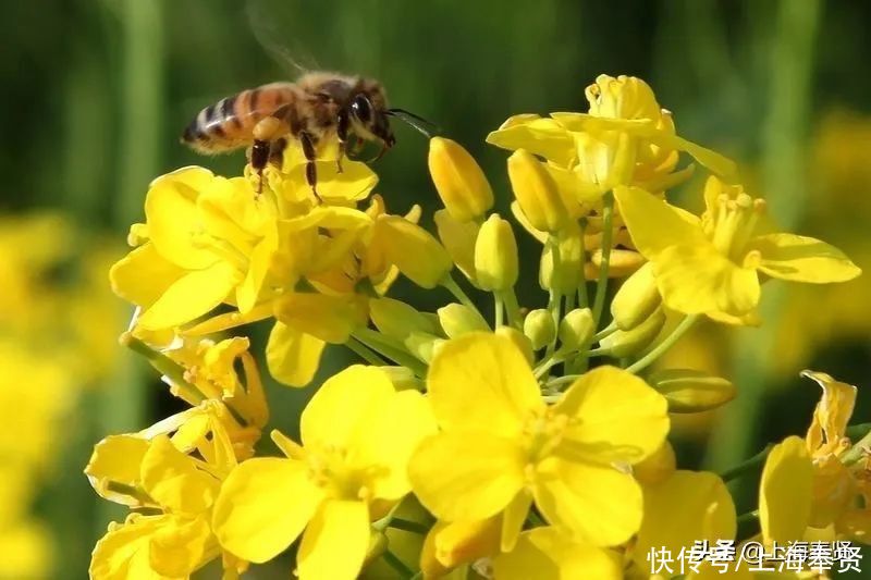 油菜花|权威发布！奉贤发布2021年度油菜花花期预报，不容错过