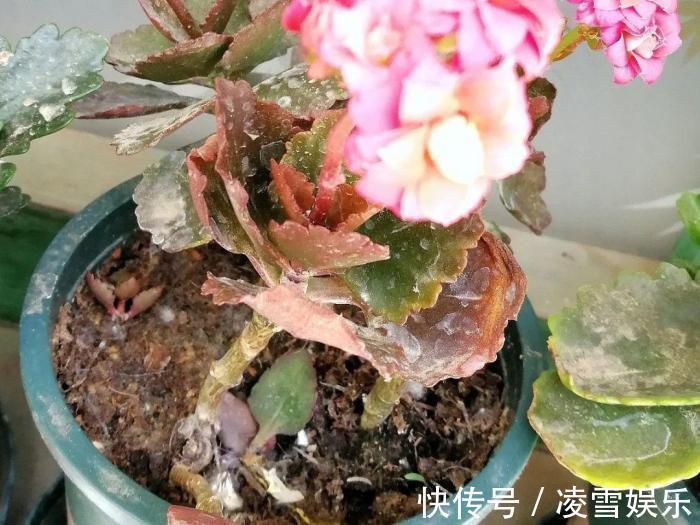 大伙儿|家里有此7种花,少浇水不能晒,天热要休眠早看早知道