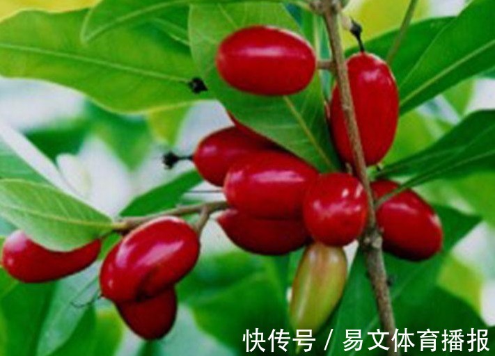 扦插|神秘果美颜瘦身、排毒通便,掌握高产要点,收获吃不完的神秘果