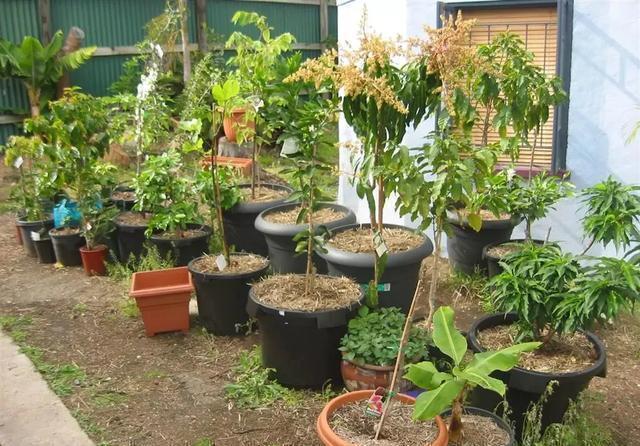 君子兰|养花30年老花匠的5个“小秘方”赶紧学起来再也不怕养花出问题了