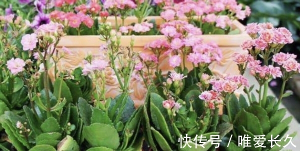 怎么利用废弃物给花草施肥,节约成本?多囤些处理好的骨头养花