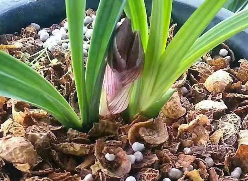 营养土|3样东西,吃完留下“废壳”,闷一闷拿来养花,比营养土强10倍