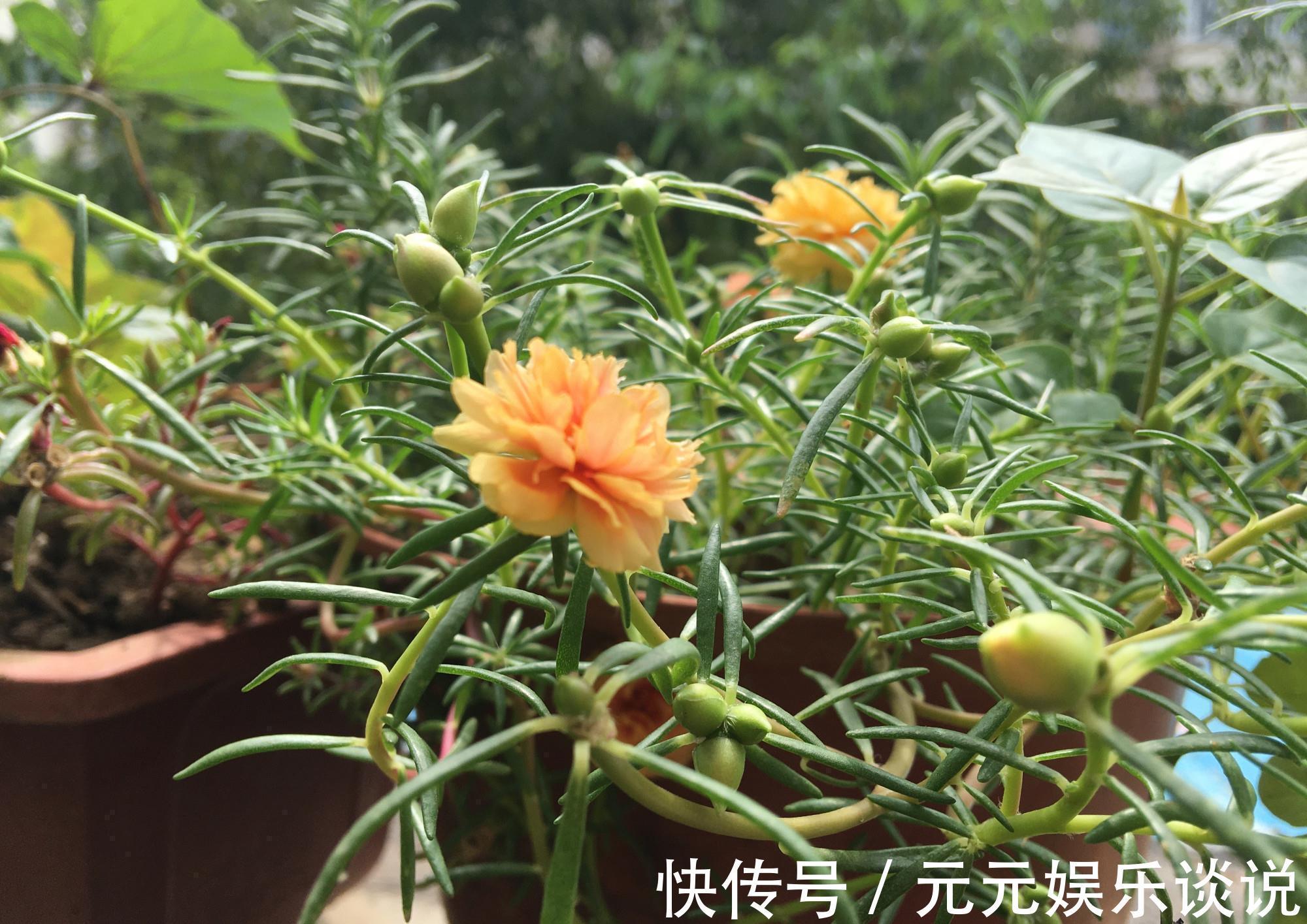 阳台上|太阳花怎么过冬？用一种方法，顺利过冬，来年开花更多更美