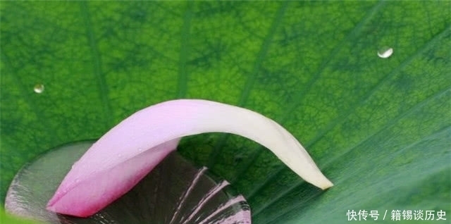 水中|秋日读诗:荷花落片自成船,看他走遍水中天