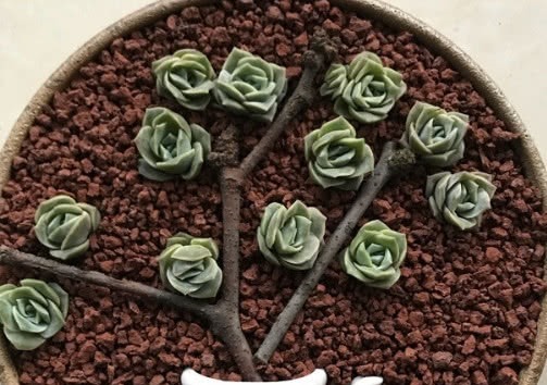 多肉可爱玫瑰如何叶插教你3个小步骤,叶插生根快越长越旺盛