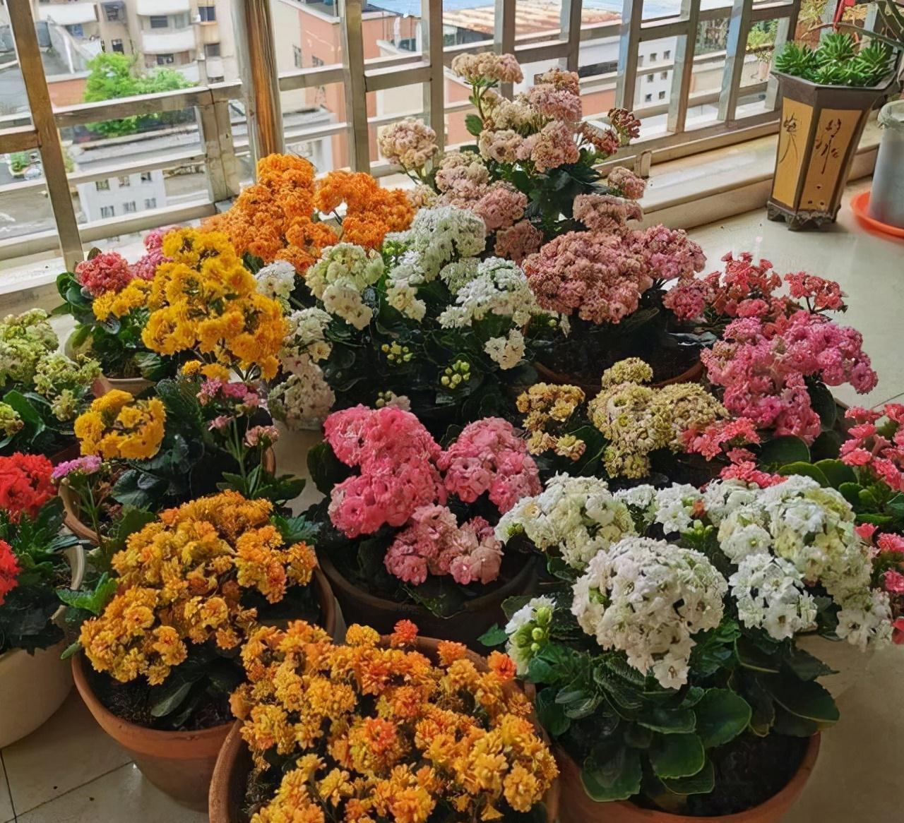 七种漂亮花，天生“不怕冷”，好养寓意好，喜欢别错过