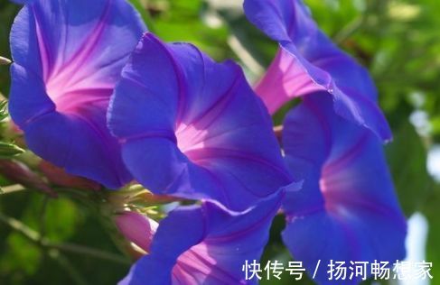 戴尔巴德|喜欢月季,不如养“优良名品”戴尔巴德,花型丰满,丰腴婀娜!!