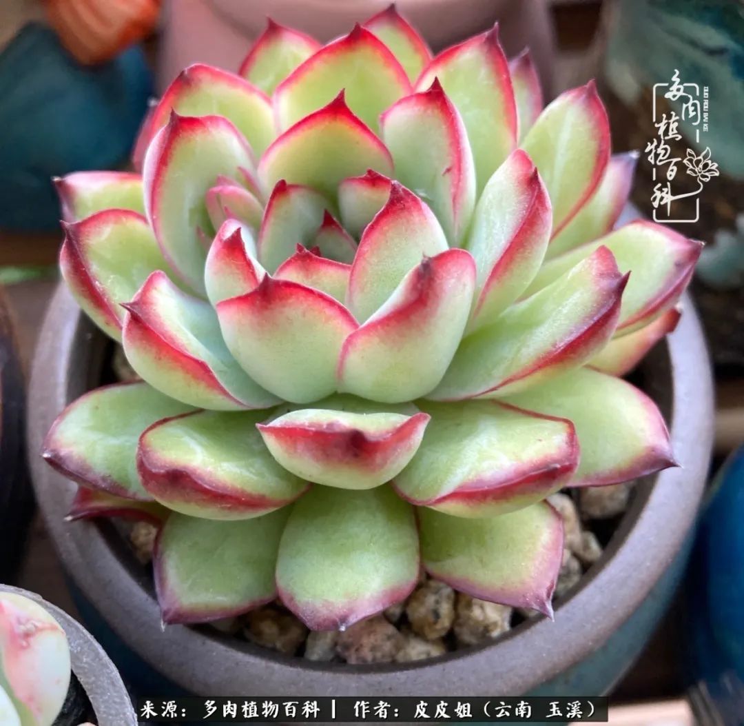 秋黄|柴米油盐的日子,养几盆多肉吧,为生活添几抹色彩!