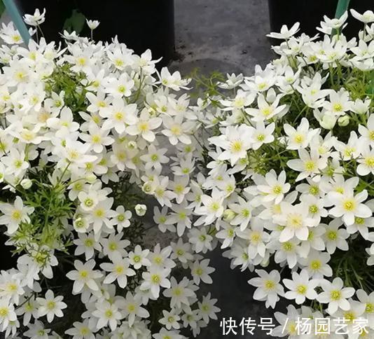 修剪|早春精灵—春早知,这也是开花机器哦