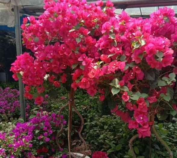 想要盆栽三角梅花团锦簇就从4方面入手,保管1个月花满枝头