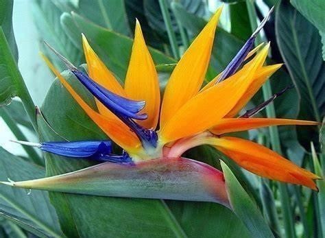 不要再随便给花喷水了，并不是所有的盆栽都适合喷水！