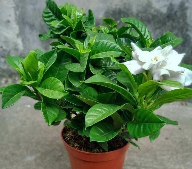 花肥不用多,一种就足够,花不了几块钱,养啥花旺啥花