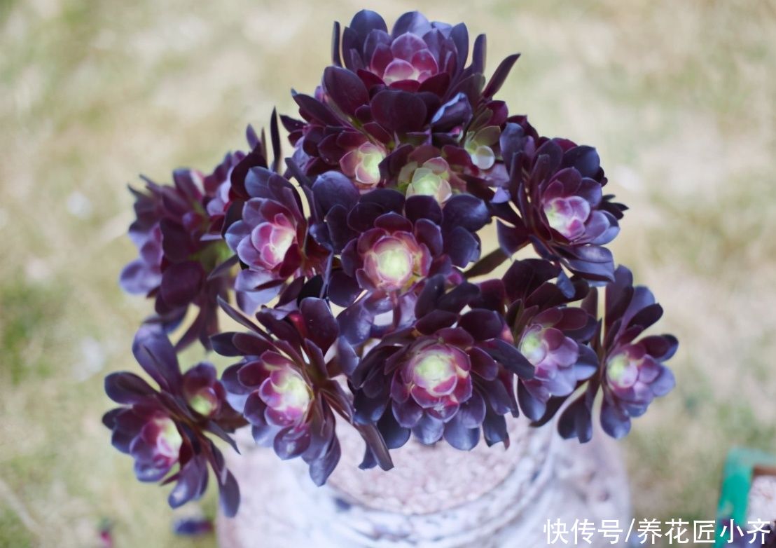 养多肉法师，夏季才是最美的，把几个重点做好，状态满满不黑腐