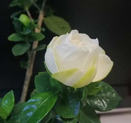 栀子茉莉花用醋养一养，叶子绿，花朵多，气味香