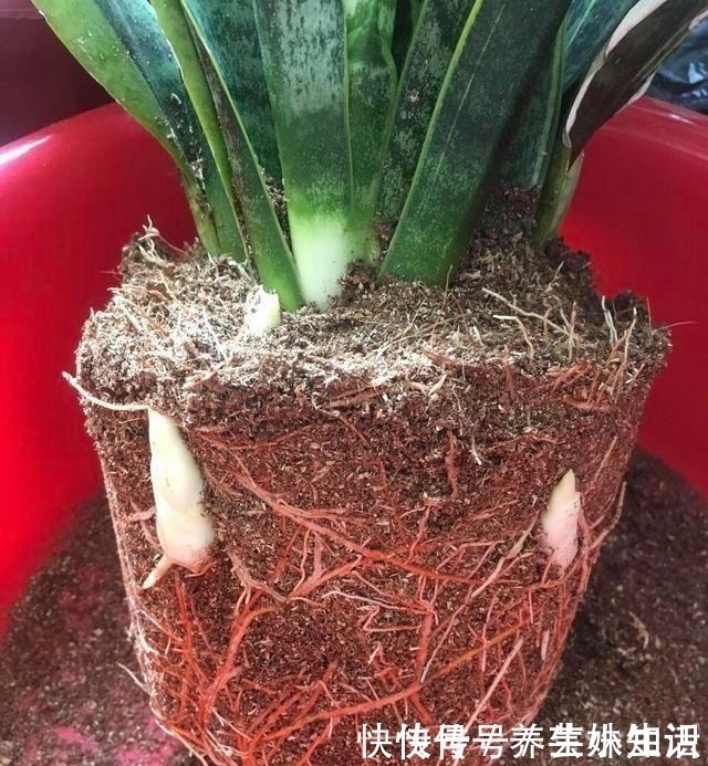 光照|养花忌讳“3件事”,做错一个也不行,怪不得老是养死花!