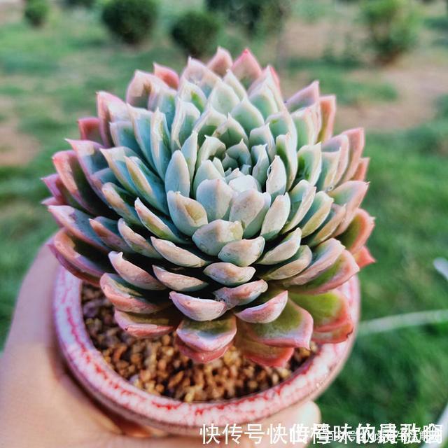 个个都是最美女王,多肉植物当中的“四大女王”,颜值爆表美翻天