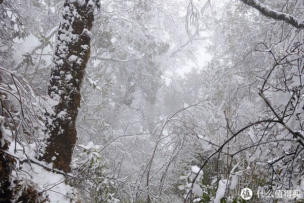 金佛山|夏日忆雪---重庆南川金佛山赏雪记