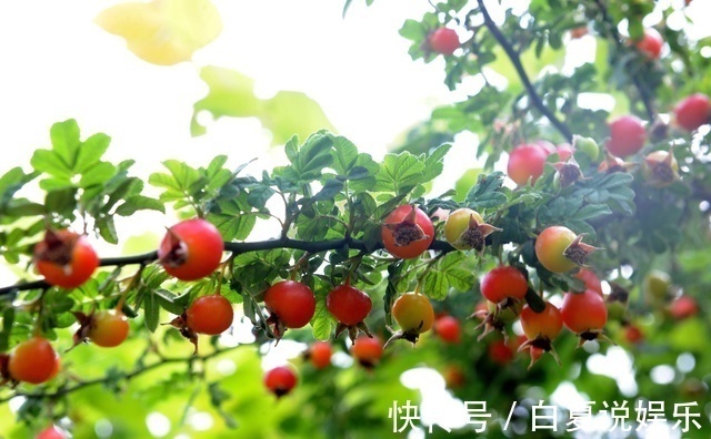 农村|这个野果在农村并不常见,我从六岁吃到十三岁,却不知道它的名字