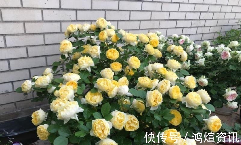 盘点10款经典的月季花，皮实好养颜值高，总有一款适合你