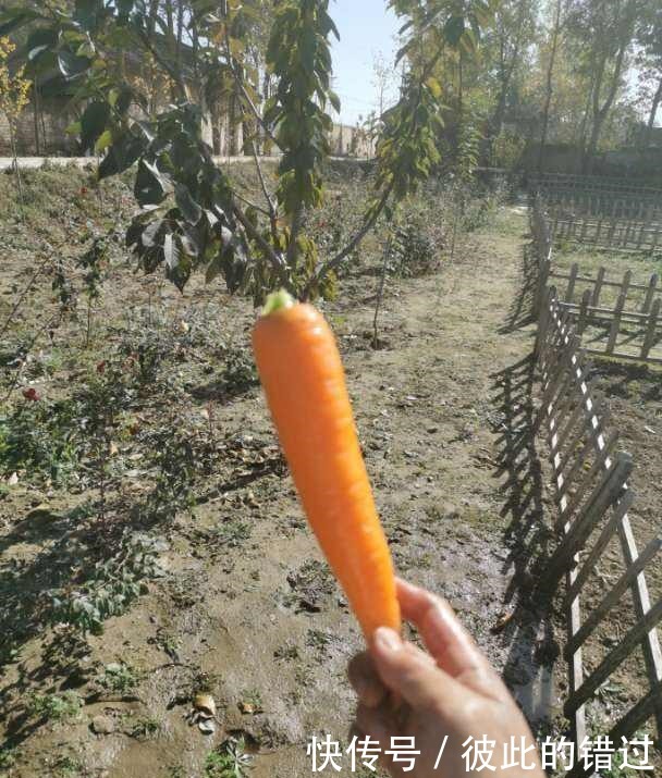  买胡萝卜时，这3种不能要，菜贩子自己都不吃