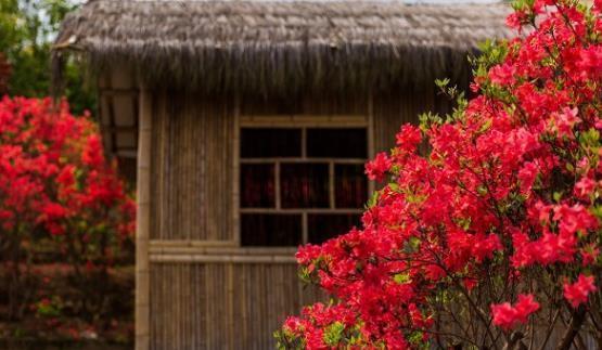 兰花|6种北方不适合养的花卉,技术不到位容易死,非高手就不要考虑了