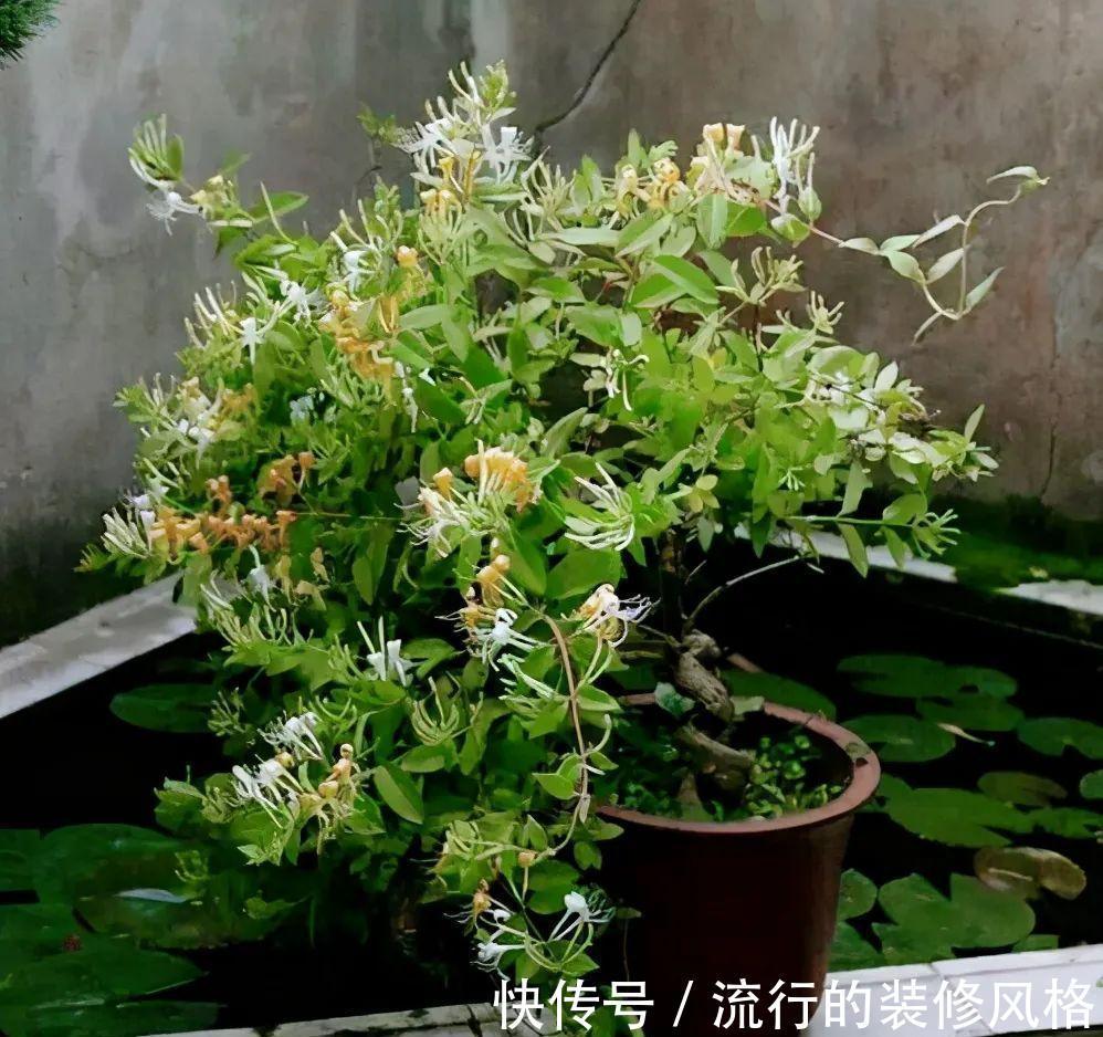 浇水|金银花根系发达，一造型便“立竿见影”，轻松获取盆景制作的欢乐