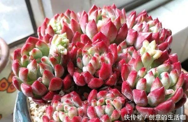 多肉植物|多肉不长个,三个“小动作”虐一虐,催出满头苞,养成多头小胖墩!