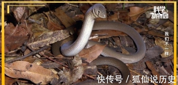 你见过没有翅膀的鸟、长四条腿的鱼吗？